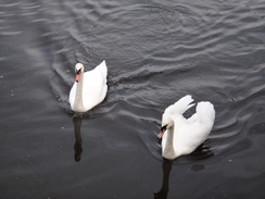 P2011DSC06097	Swans on the Tyne.