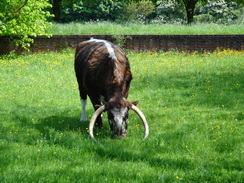 P2012DSC00201	A cow outside Kentwell Hall.