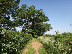 P2012DSC00319	The path heading east out of Wormingford.