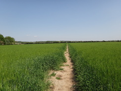 P2012DSC00419	Following the trail east towards Stratford St Mary.