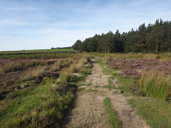 P2012DSC02739	The path across Scarth Wood Moor.