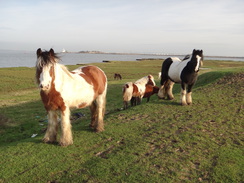 P2013DSC04497	Horses on the floodbank.