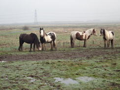 P2013DSC04805	Horses on the marshes.