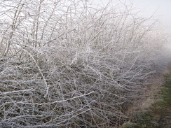 P2013DSC05187	Frost on a hedge.