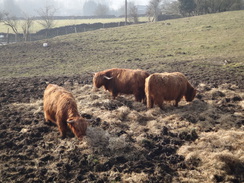 P2013DSC05198	Highland Cattle.