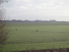 P2018DSC08158	Deer escaping across a field.