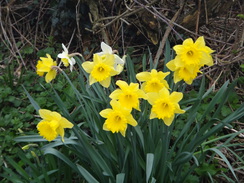 P2018DSC09366	Daffodils in Braybrooke.