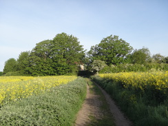 P2018DSC00587	The track leading into Aldwincle.