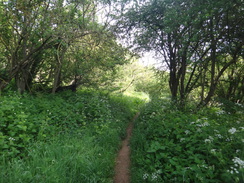 P2018DSC00599	In the woodland between Aldwincle and Wadenhoe.