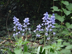 P2018DSC00736	Roadside bluebells.