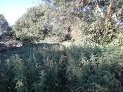 P2018DSC02121	An overgrown path at Bassenhally Farm.