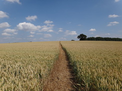 P2018DSC02348	Crossing a cornfield to the northeast of Wardenhill Farm.