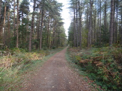 P2018DSC05725	A path through Thieves' Wood.