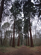 P2019DSC07348	Giant redwoods in Havering Country Park.